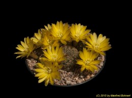 Sulcorebutia gemmae G254-2 3383